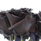 Rose Tinted Black - Ecuador