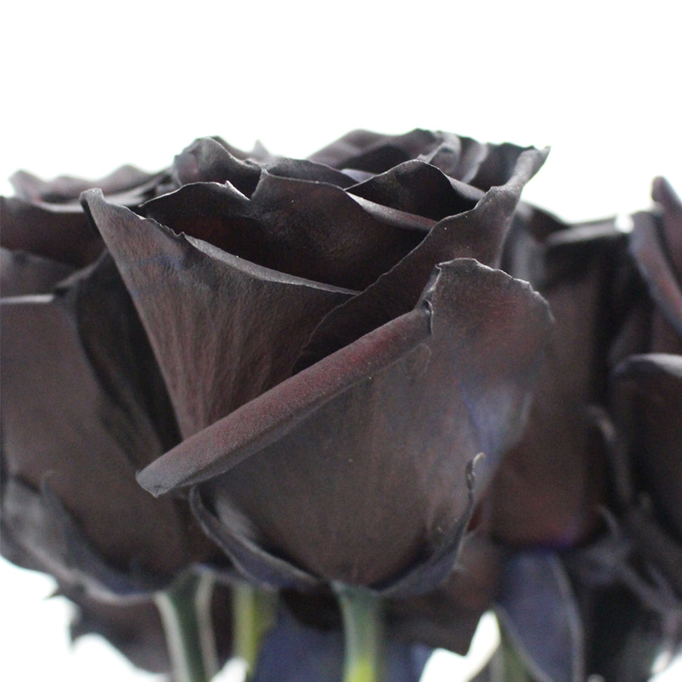 Rose Tinted Black - Ecuador