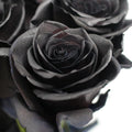 Rose Tinted Black - Ecuador