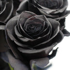 Rose Tinted Black - Ecuador