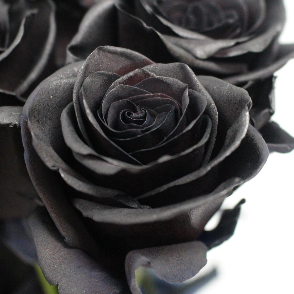 Rose Tinted Black - Ecuador