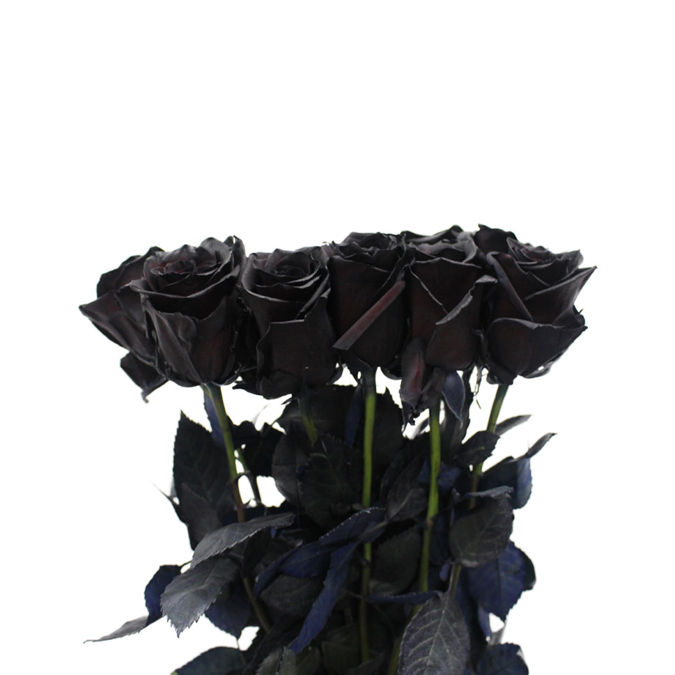 Rose Tinted Black - Ecuador