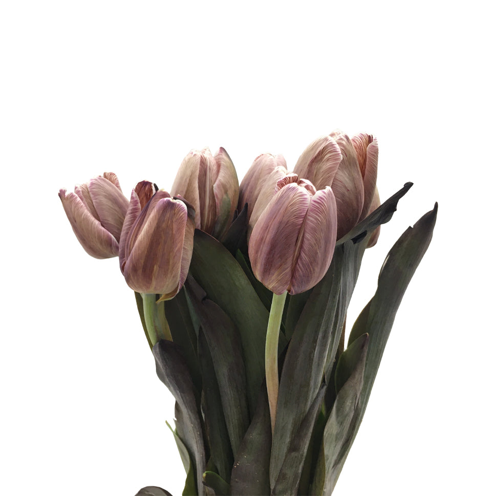 Tulip - Holland