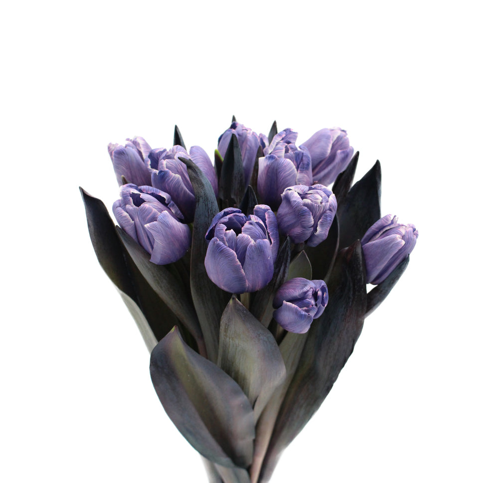 Tulip - Holland