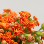 Kalanchoe - Holland