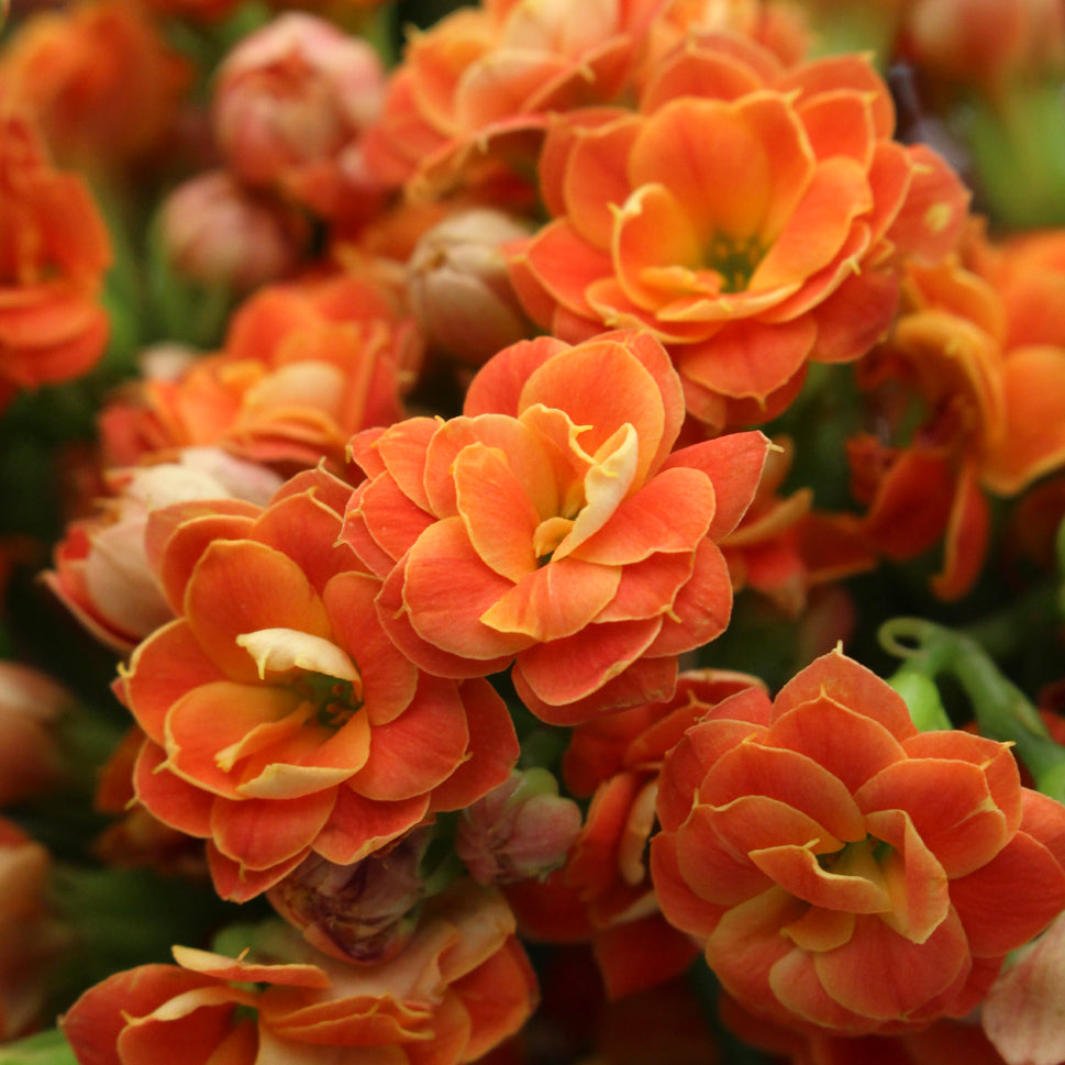 Kalanchoe - Holland
