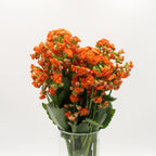 Kalanchoe - Holland