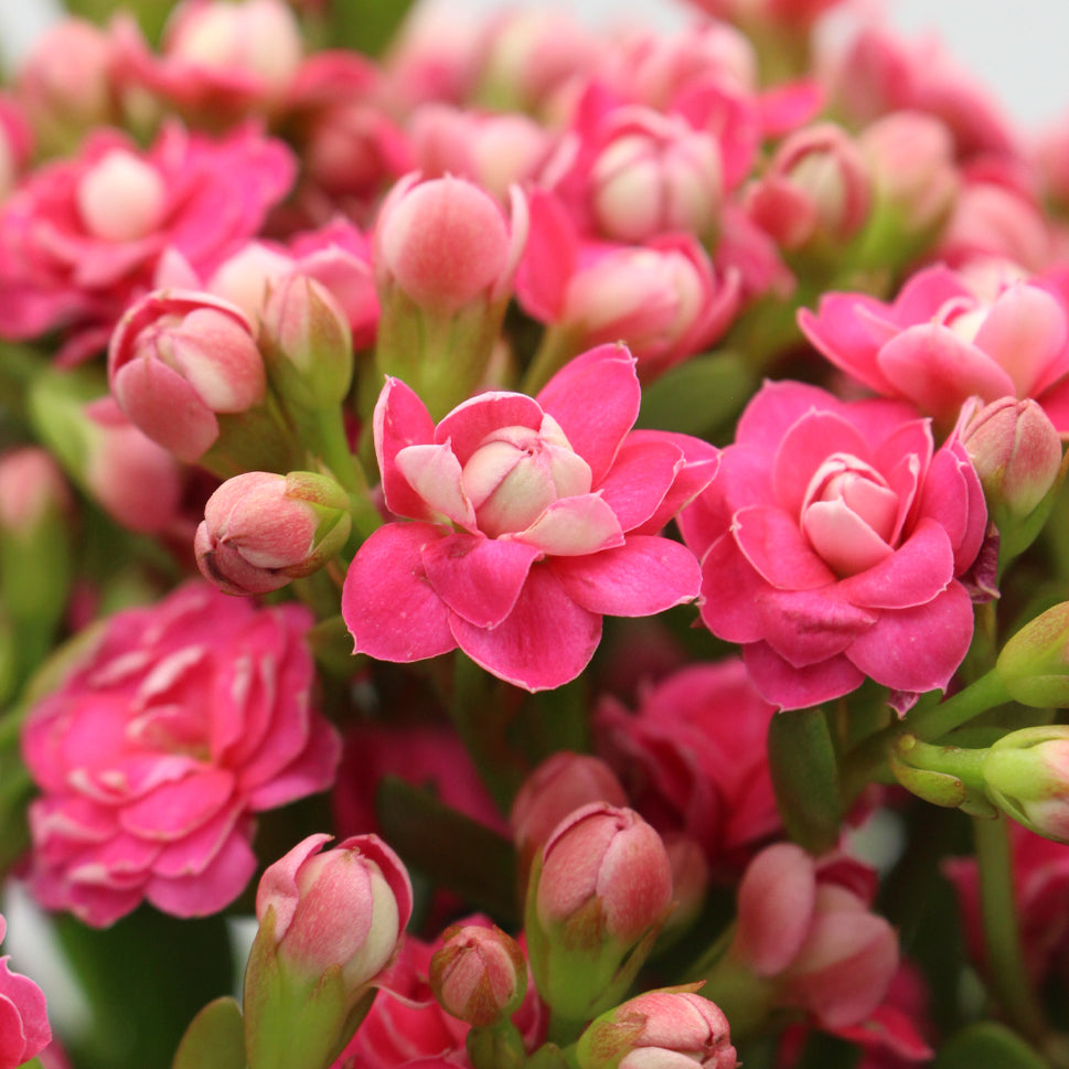 Kalanchoe - Holland