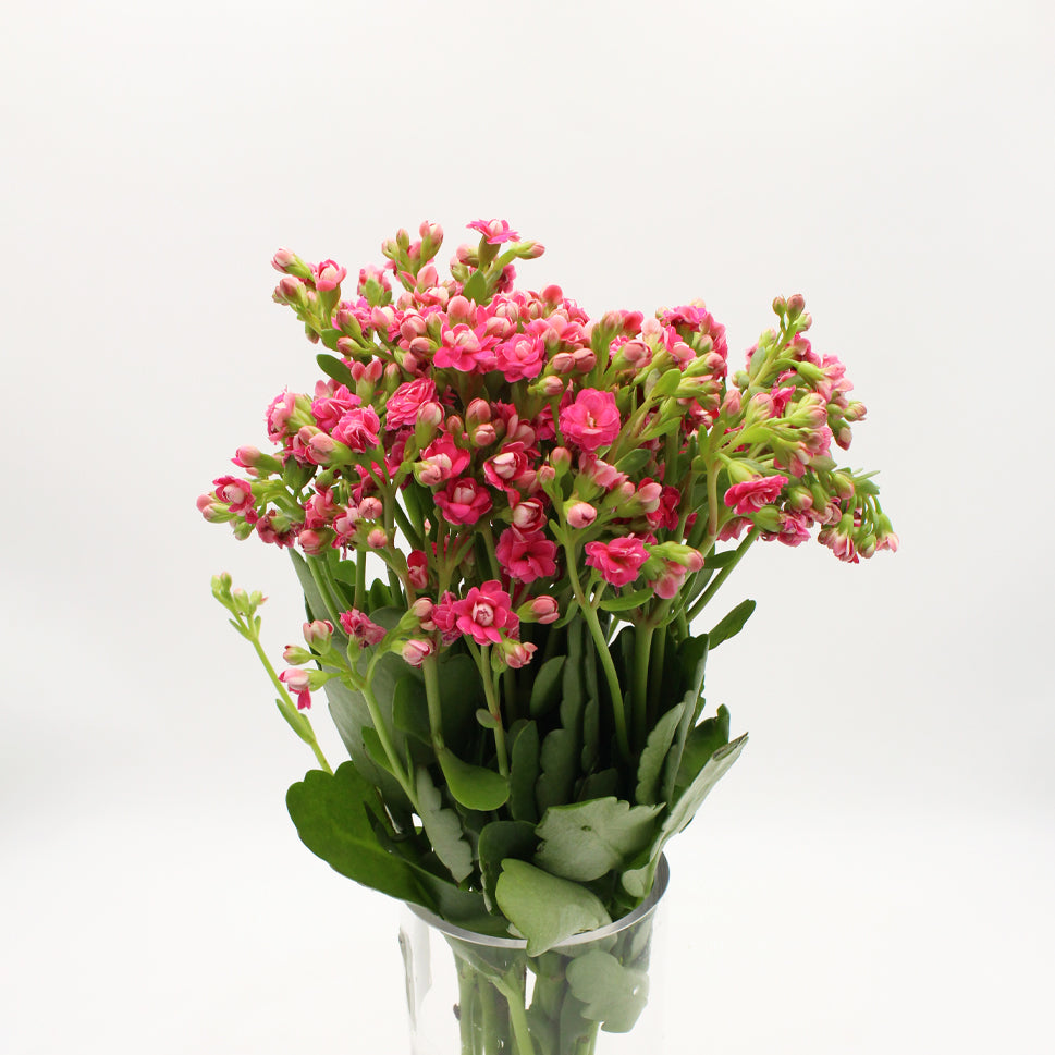 Kalanchoe - Holland
