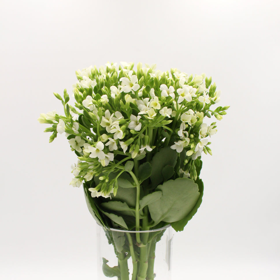 Kalanchoe - Holland