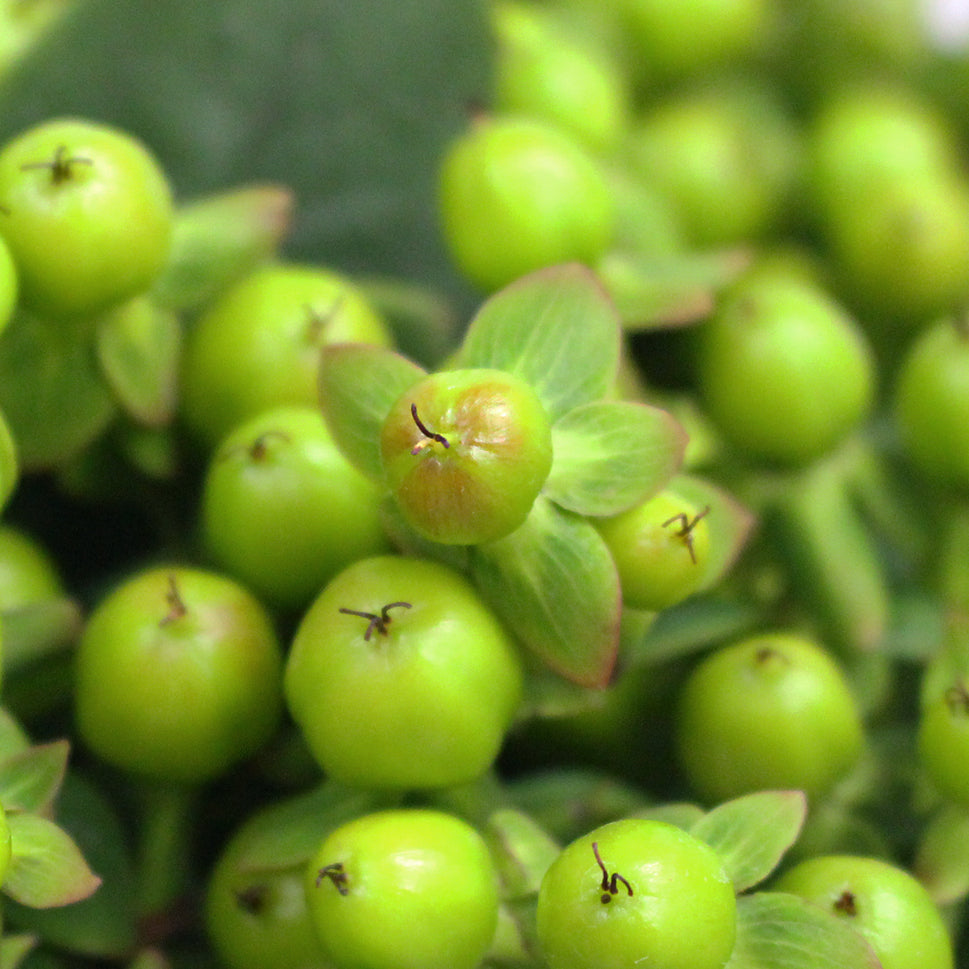 Hypericum - Kenya