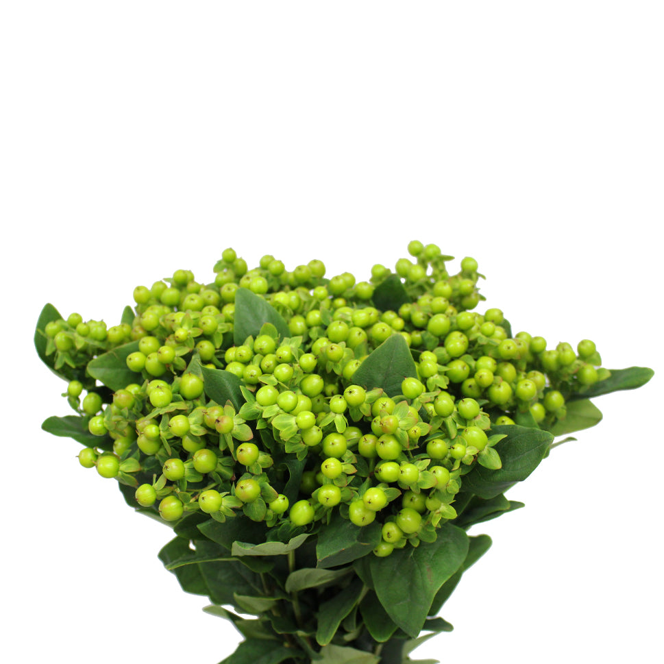 Hypericum - Kenya
