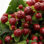 Hypericum - Kenya
