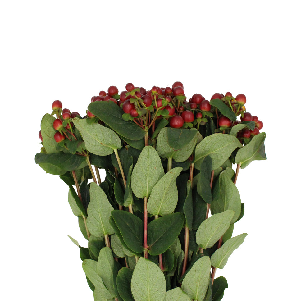 Hypericum - Kenya