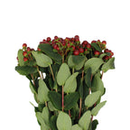 Hypericum - Kenya