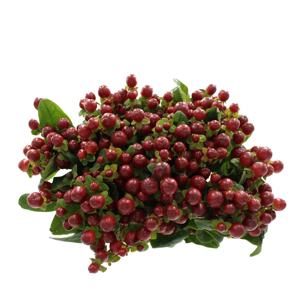 Hypericum - Kenya