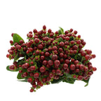 Hypericum - Kenya