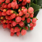 Hypericum - Kenya