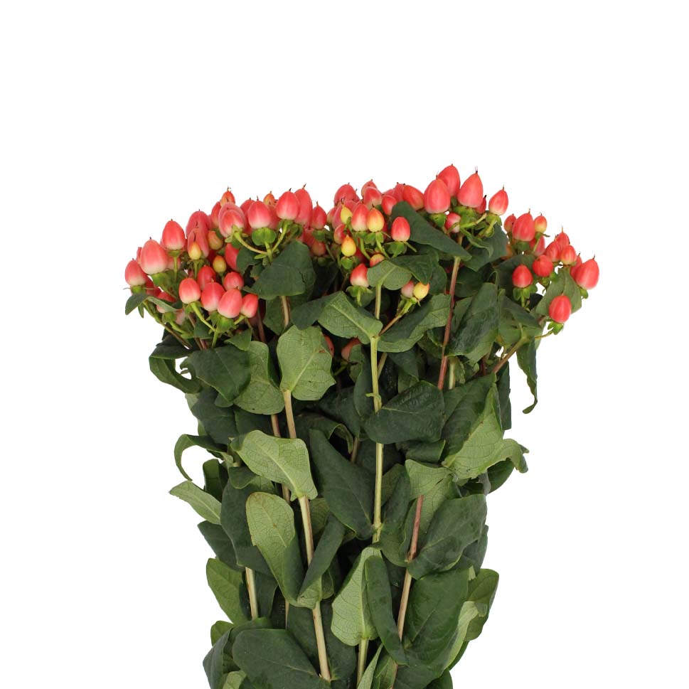 Hypericum - Kenya