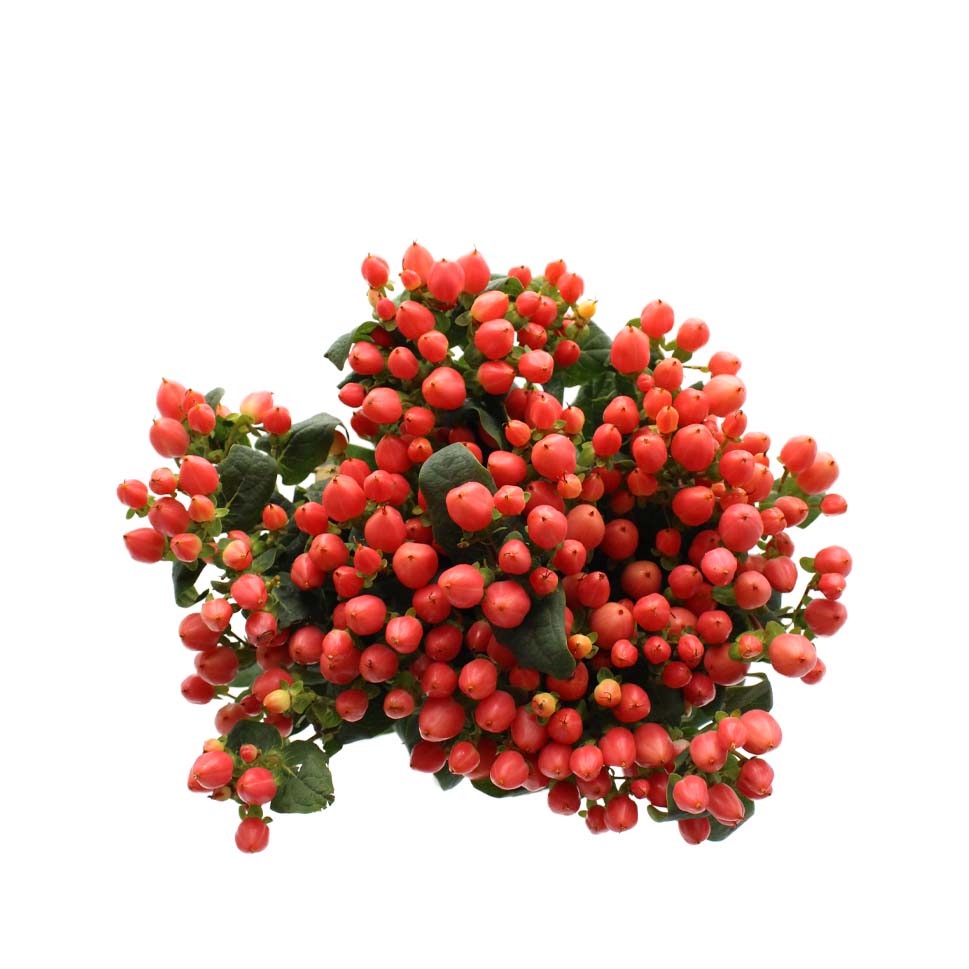 Hypericum - Kenya
