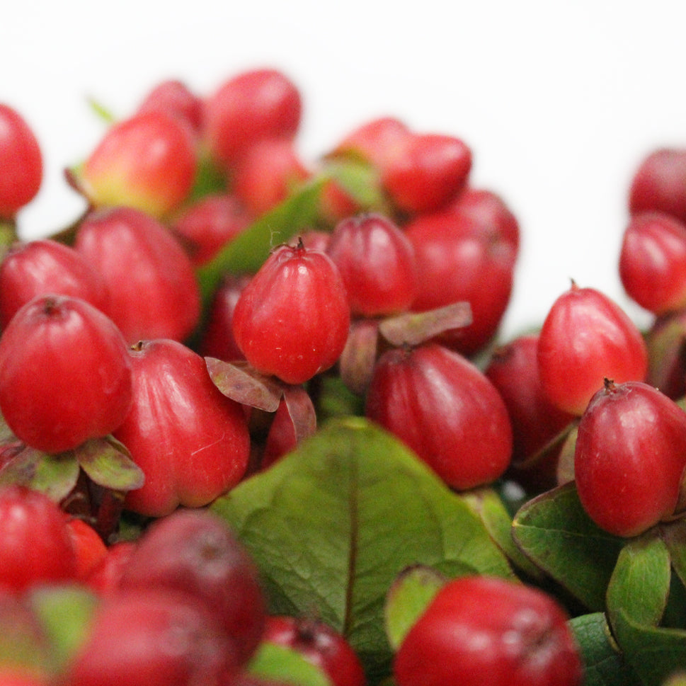 Hypericum - Kenya