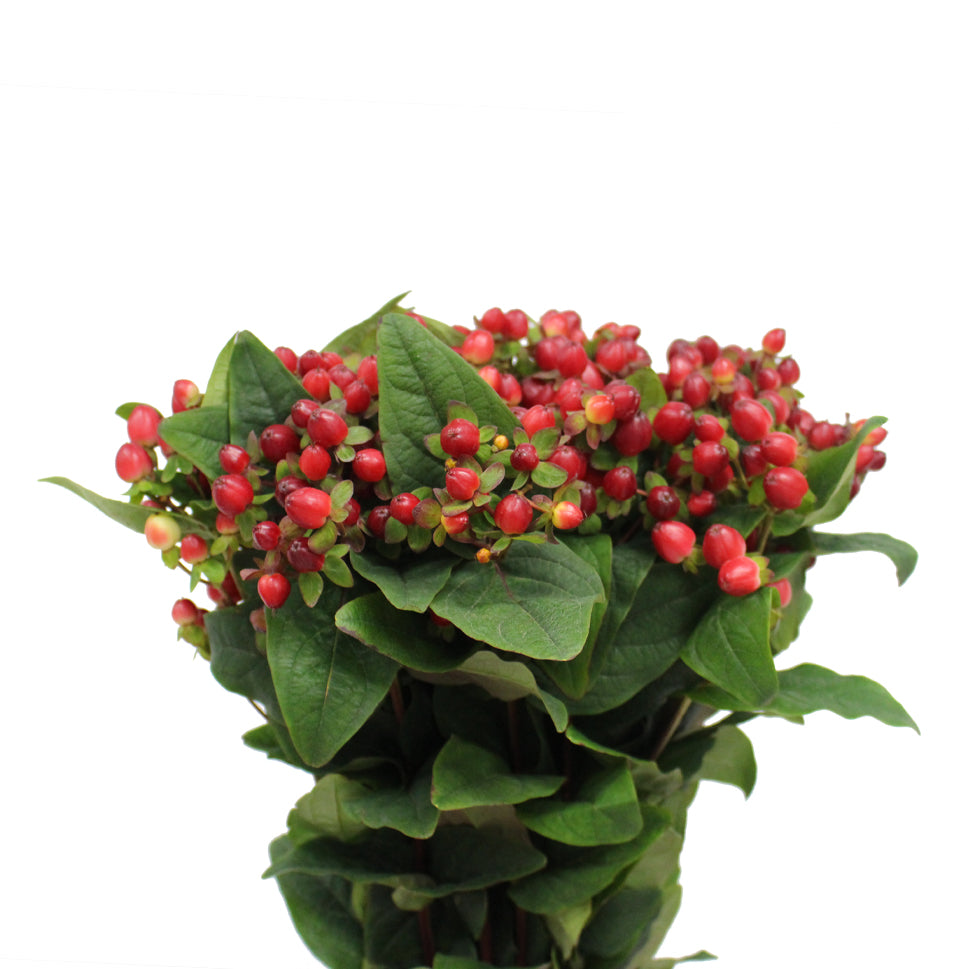 Hypericum - Kenya
