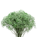 Baby Breath Xlence Tinted 750g - Ecuador