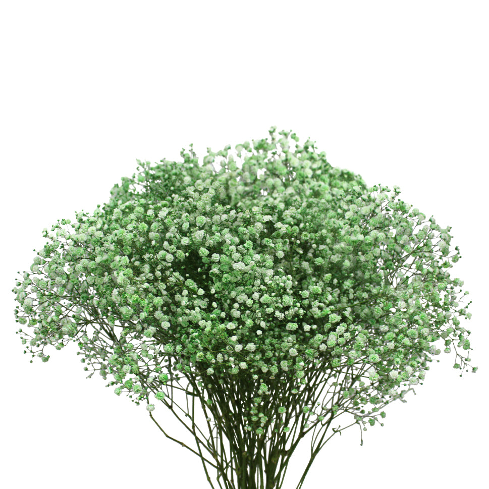 Baby Breath Xlence Tinted 750g - Ecuador