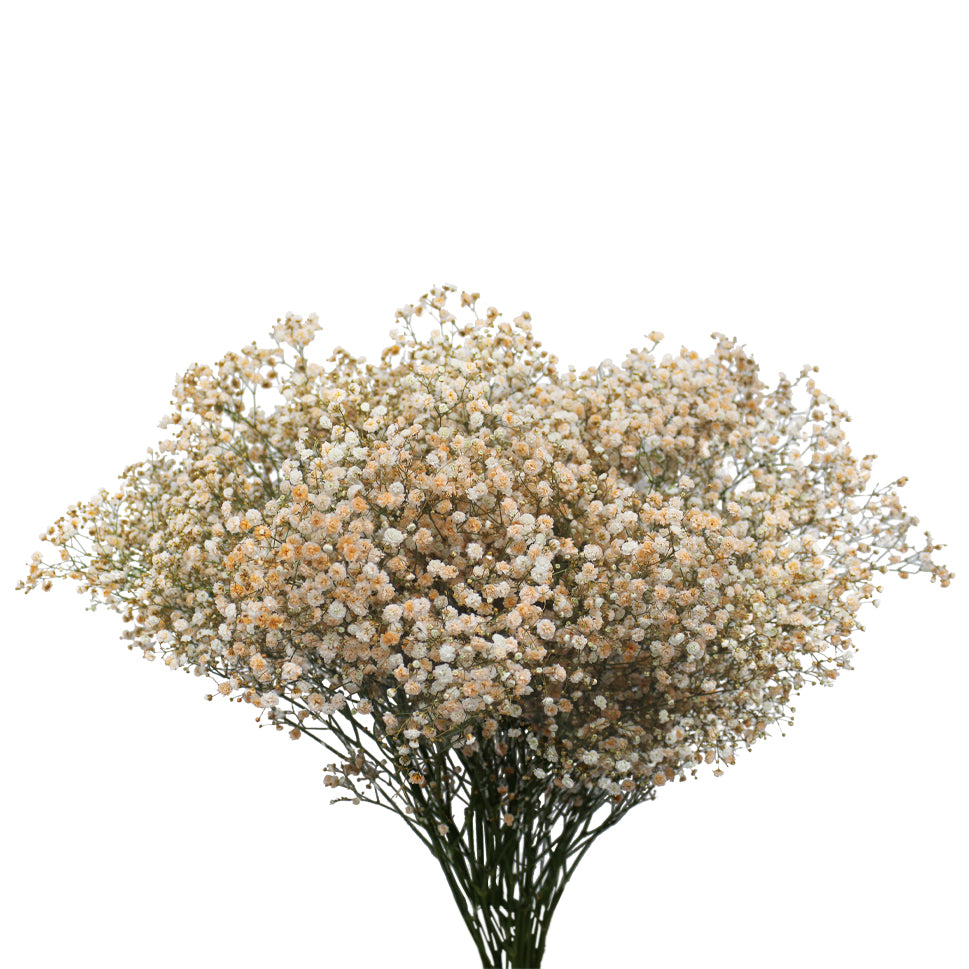 Baby Breath Xlence Tinted 750g - Ecuador