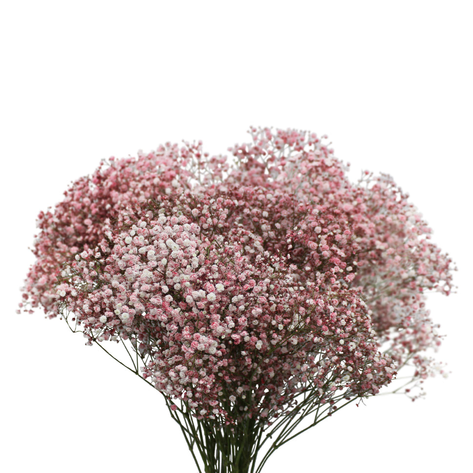 Baby Breath Xlence Tinted 750g - Ecuador
