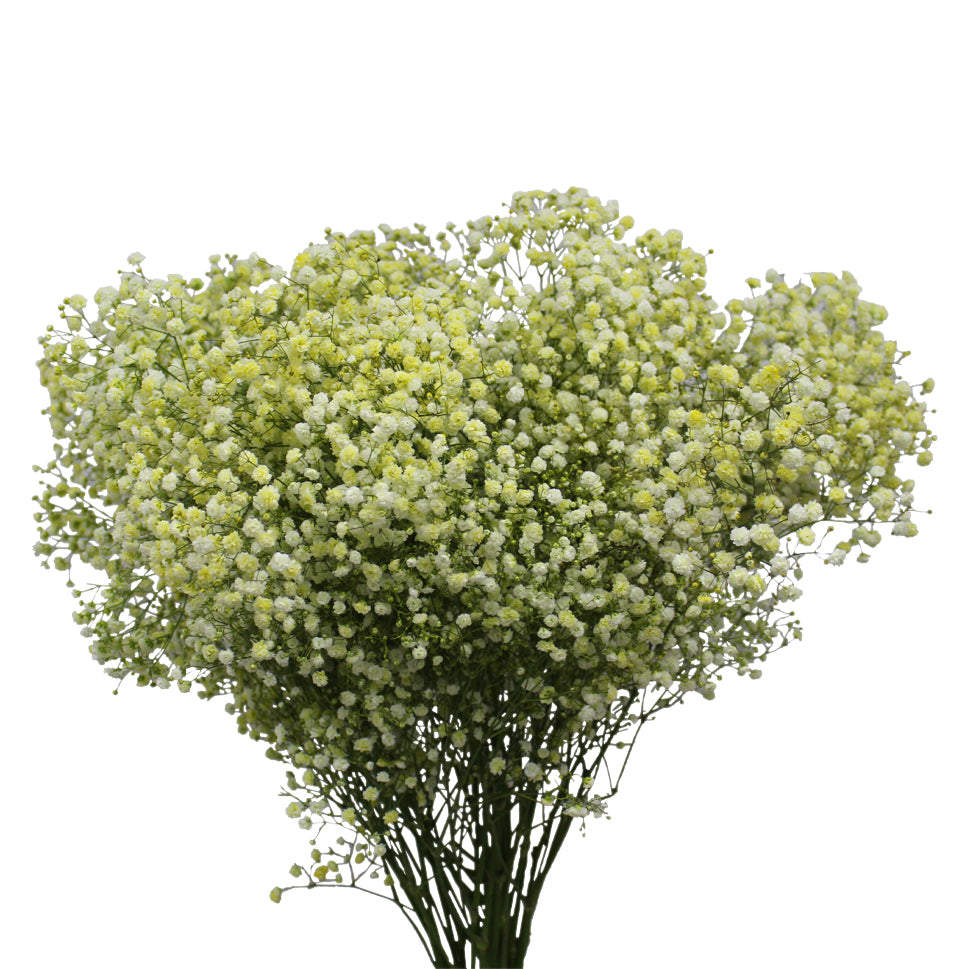 Baby Breath Xlence Tinted 750g - Ecuador