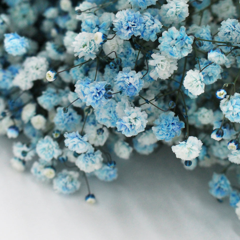 Baby Breath Xlence Tinted 750g - Ecuador