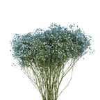 Baby Breath Xlence Tinted 750g - Ecuador