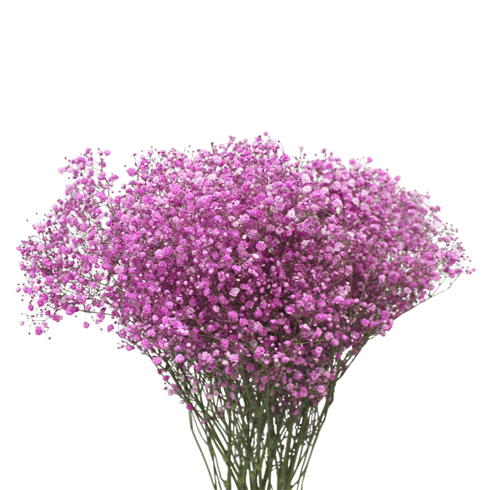 Baby Breath Xlence Tinted 750g - Ecuador