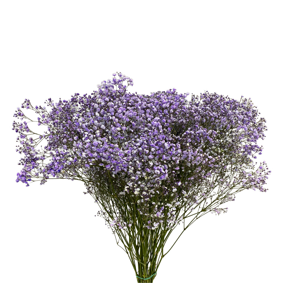 Baby Breath Xlence Tinted 750g - Ecuador
