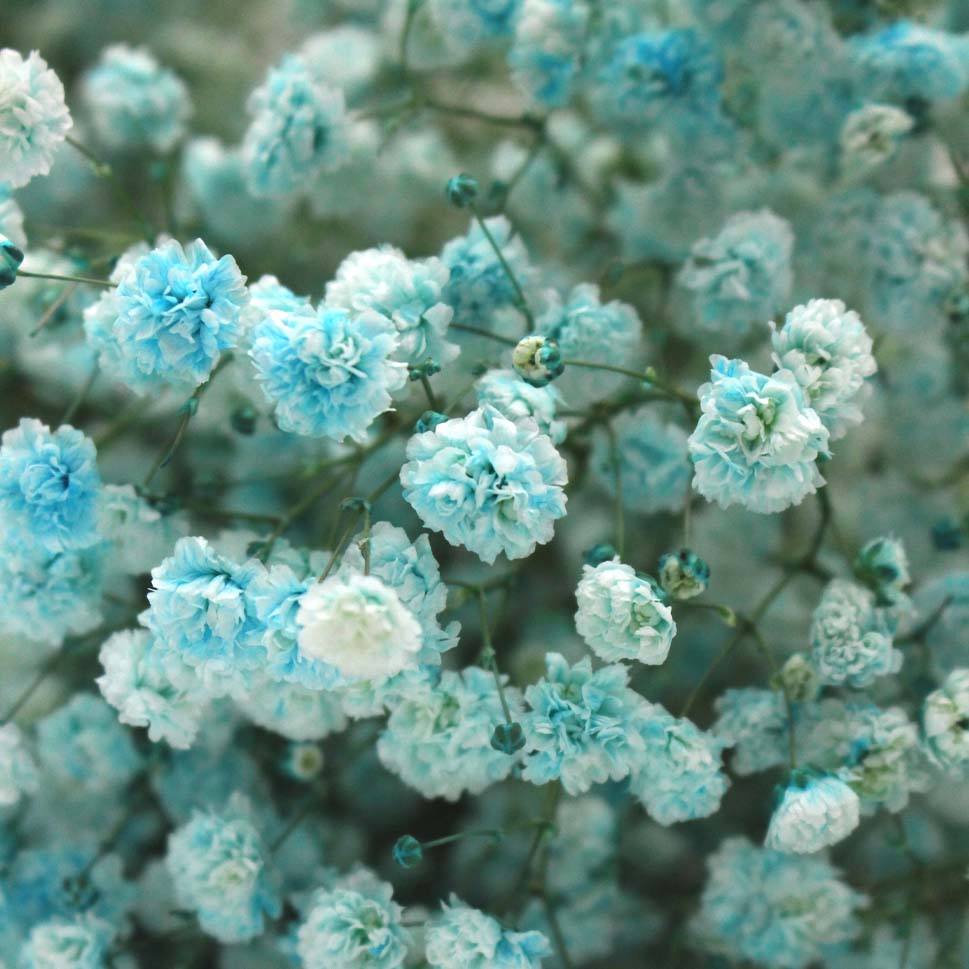 Baby Breath Xlence Tinted 750g - Ecuador