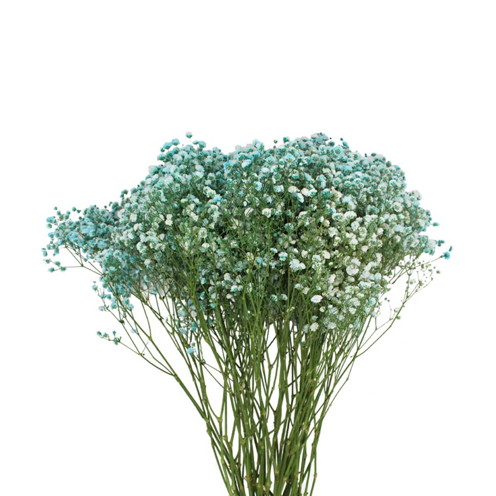 Baby Breath Xlence Tinted 750g - Ecuador