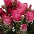 Phaenocoma Natural - South Africa