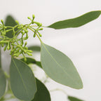 Eucalyptus Populus With Berry - Italy