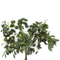 Eucalyptus Populus With Berry - Italy
