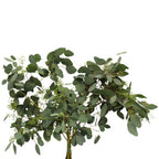 Eucalyptus Populus With Berry - Italy