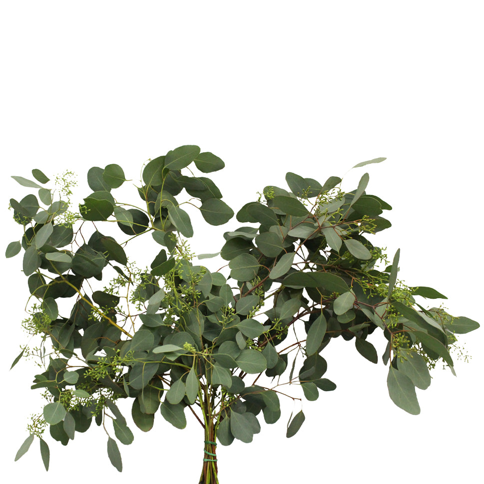 Eucalyptus Populus With Berry - Italy