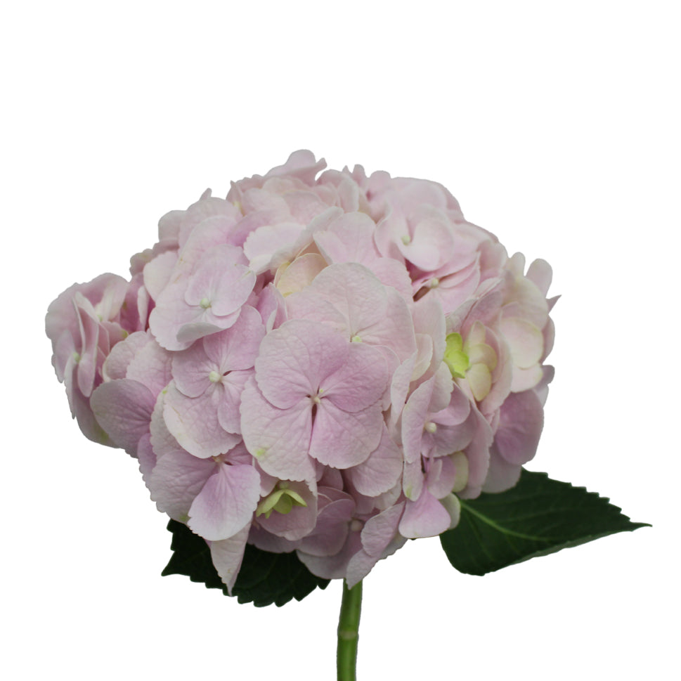 Hydrangea - Kenya