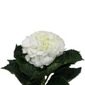 Hydrangea - Kenya
