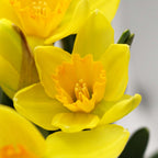 Daffodil Yellow - Holland