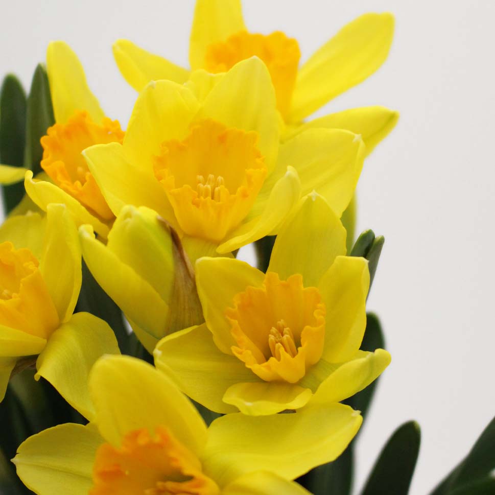 Daffodil Yellow - Holland