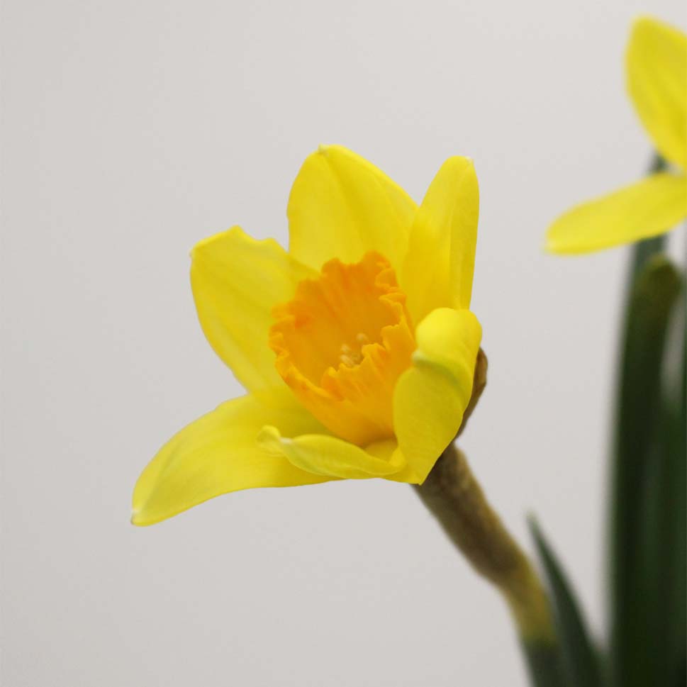 Daffodil Yellow - Holland