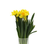 Daffodil Yellow - Holland
