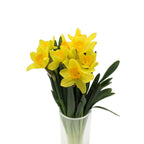 Daffodil Yellow - Holland