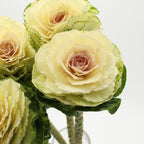 Brassica OL White Crane - Holland